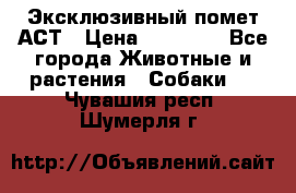 Эксклюзивный помет АСТ › Цена ­ 30 000 - Все города Животные и растения » Собаки   . Чувашия респ.,Шумерля г.
